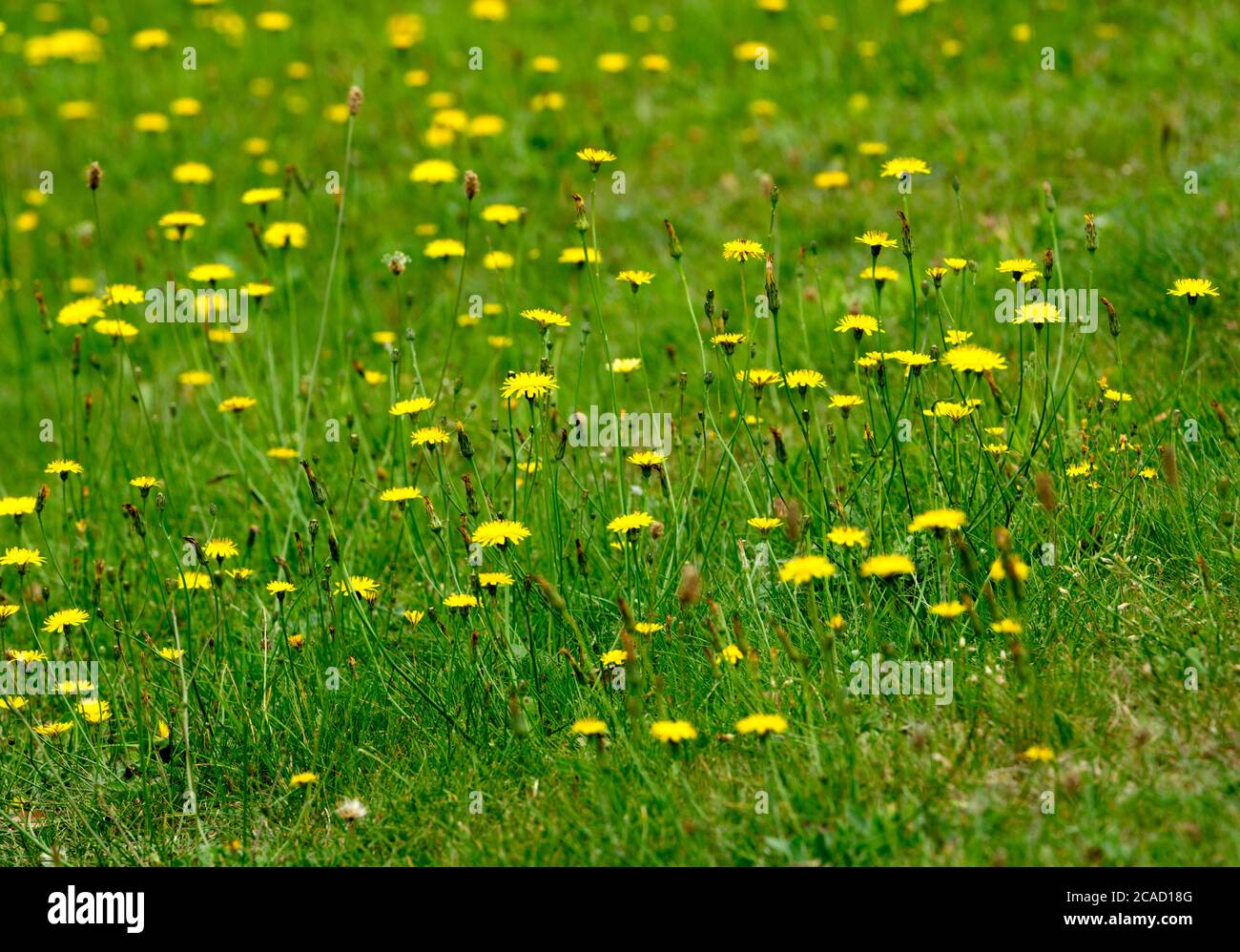 Catsear comune (Hypochaeris radicata) che cresce in erba, Warwickshire, Regno Unito Foto Stock