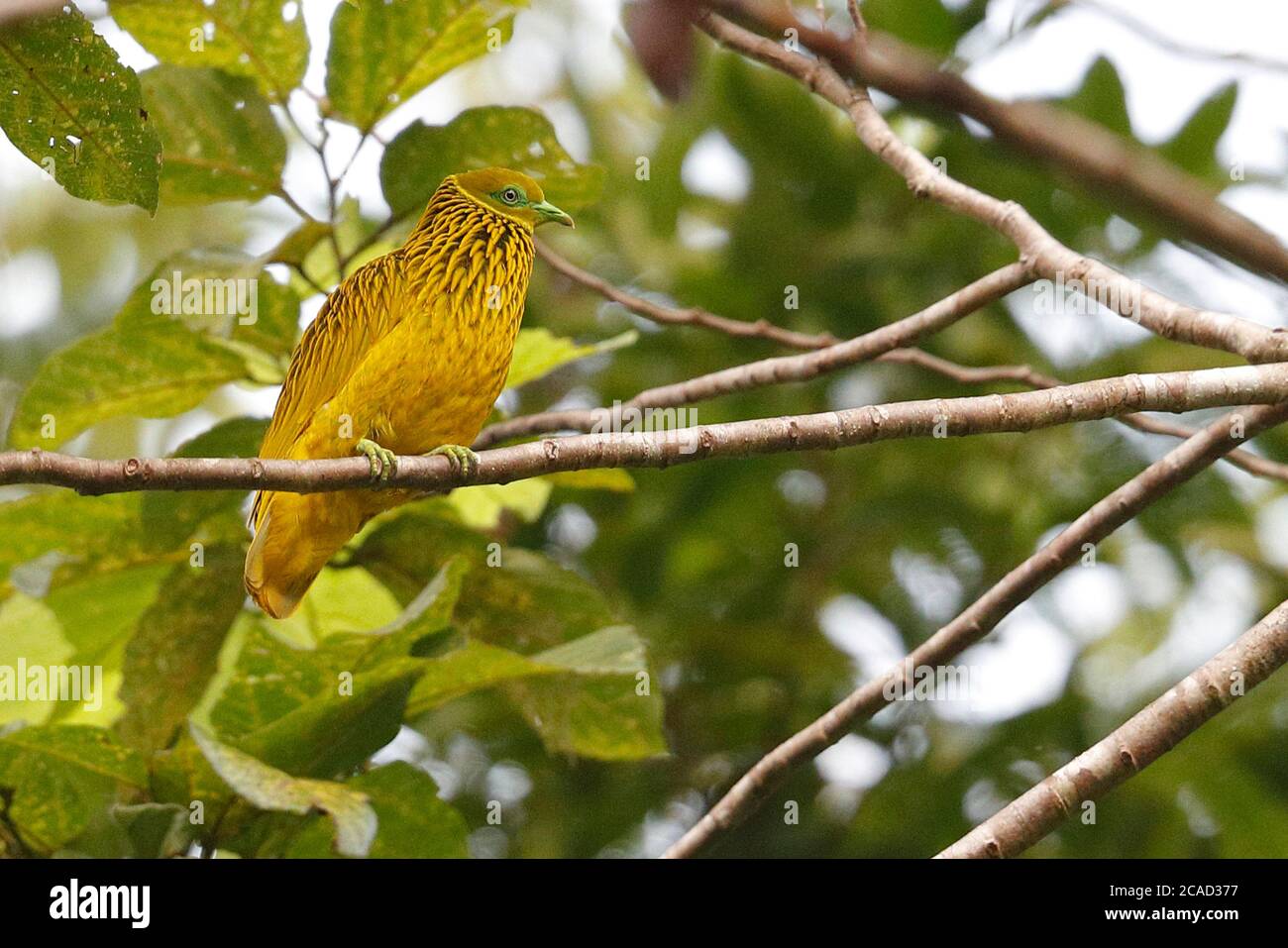 Golden Fruit dove (Ptilinopus luteovirens), maschio, vicino Suva, viti Levu, Figi 16 maggio 2017 Foto Stock