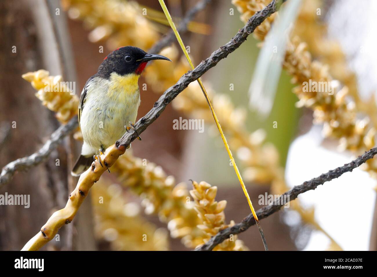 Myzomela (Myzomela jugularis) orange-breasted, maschio, vicino Suva, viti Levu, Figi 12 maggio 2017 Foto Stock