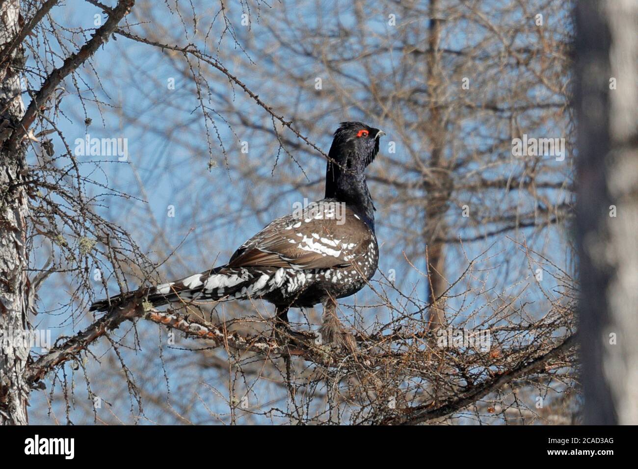 Capercaille (Tetrao parvirostris), maschio adulto, chiamata da ramo di pino, Regione Autonoma Mongolia, Cina 10 marzo 2017 Foto Stock