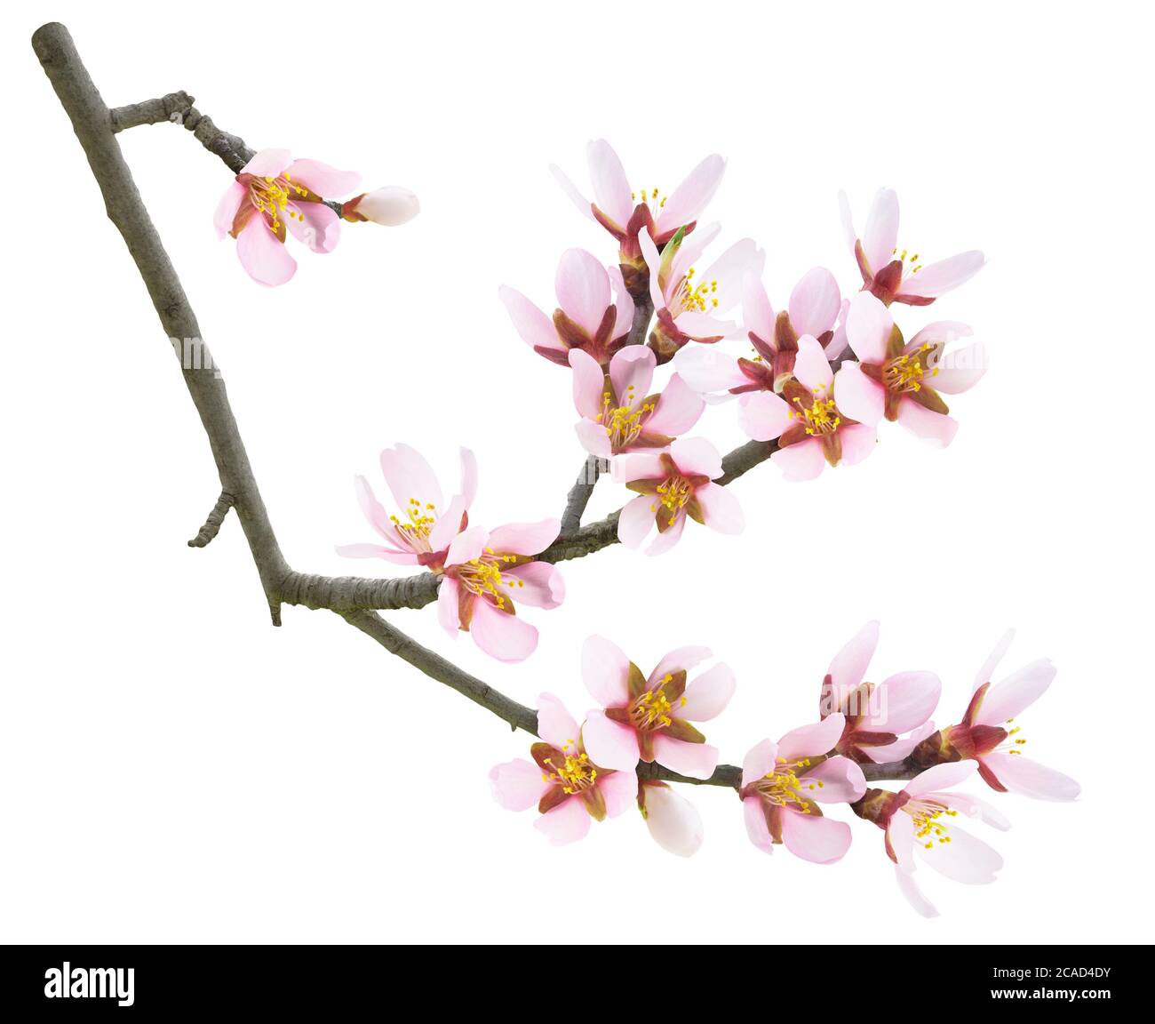 Fiori di mandorle isolati. Ramo di mandorla in primavera con fiori di mandorle rosa isolati su sfondo bianco Foto Stock