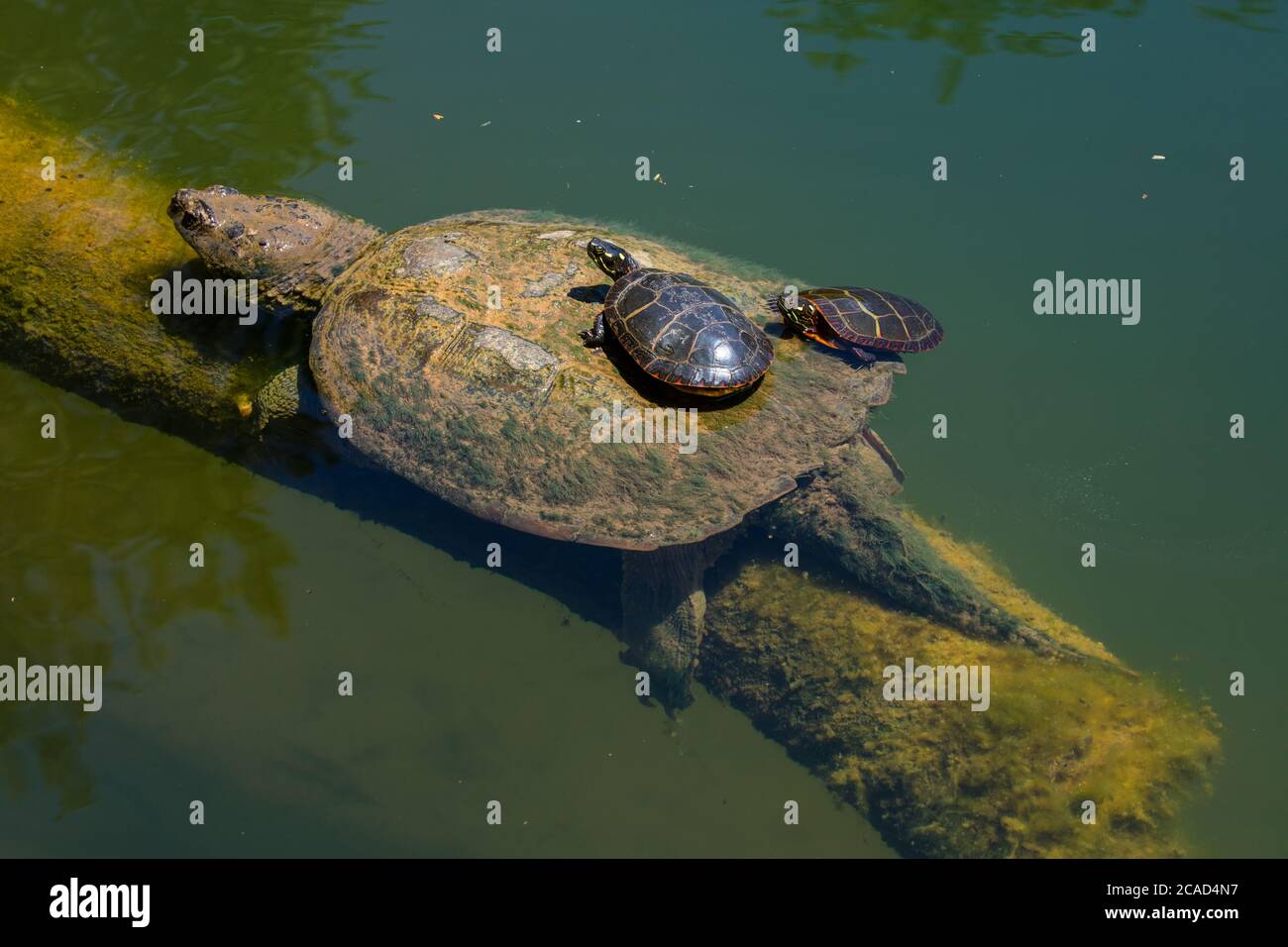 Tartaruga a scatto, Chelydra serpentina, e tartarughe dipinte, Crisemys pitta, Basking, Maryland Foto Stock