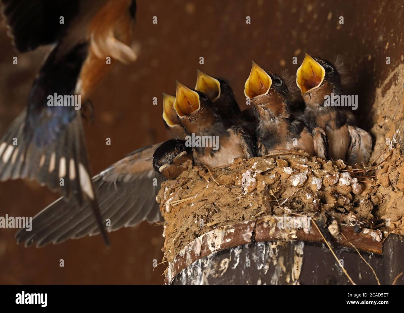 Fienile (Hirundo rustica), al nido, Maryland Foto Stock