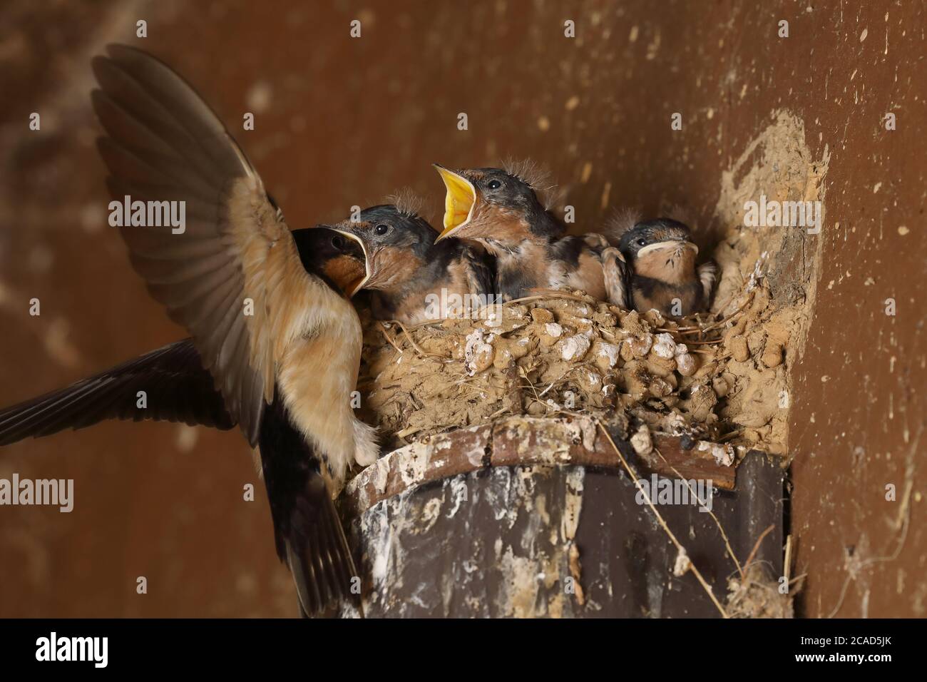 Fienile (Hirundo rustica), al nido, Maryland Foto Stock