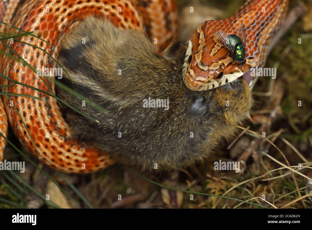 Il serpente di mais (Pantherophis guttatus), mangiando il chipmunk orientale trovato morto e offerto al serpente prigioniero, nativo agli Stati Uniti orientali Foto Stock