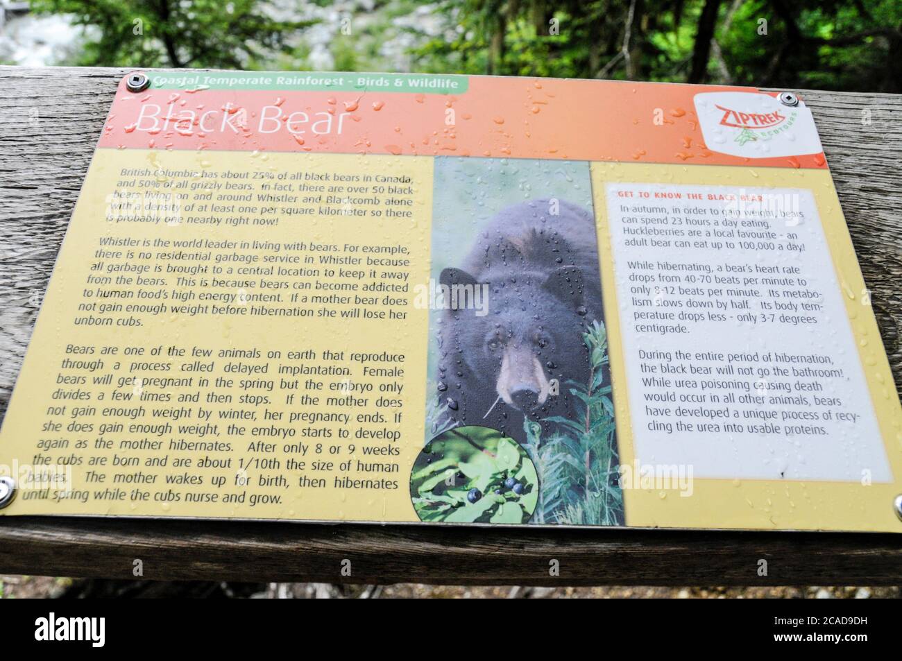 Un'area informazioni per i visitatori locali sugli orsi neri e gli orsi grizzly che vivono e vagano per le foreste circostanti e per le montagne di Whistler e Blackcomb Foto Stock