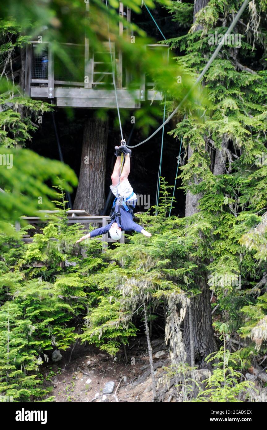 Ziptrek Adventure sport lungo cavi in acciaio sospesi in alto sopra Fitzsimmons Creek tra le ripide pendici boscose Backcomb e Whistler Vicino a Whi Foto Stock
