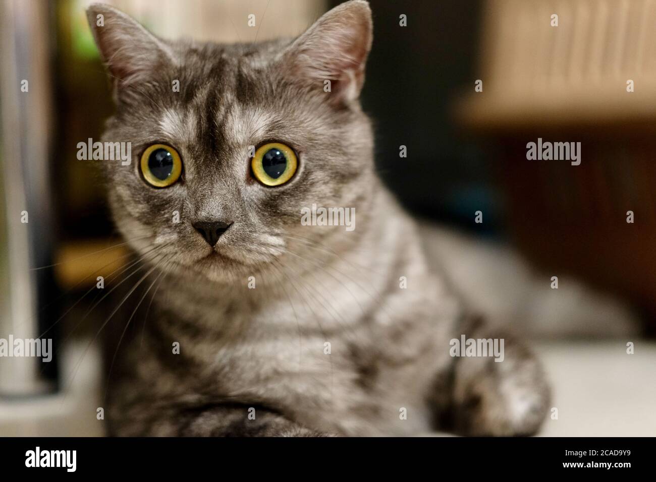 Primo piano sul volto divertente di un gatto britannico Shorthair a casa. Occhi aperti. Sfocatura dello sfondo Foto Stock