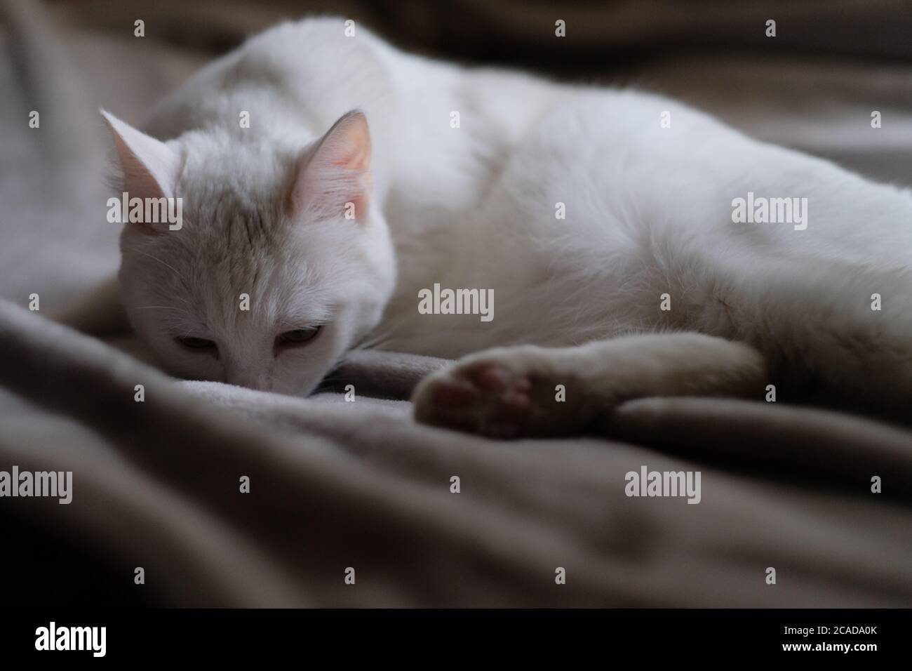 un gatto bianco triste che giace su coperta grigia in ombre Foto Stock