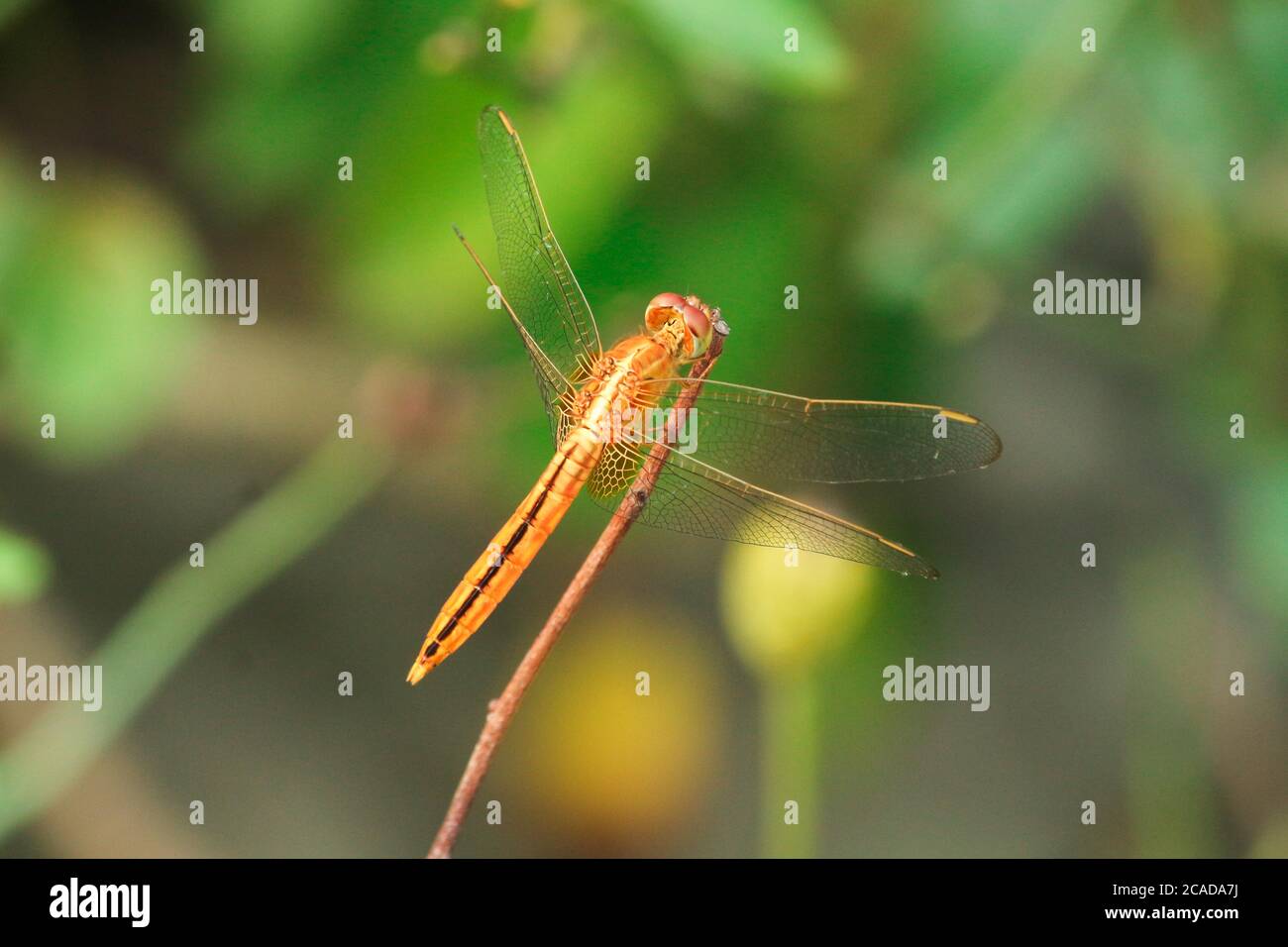 Closeup macro dragonfly su ramo in natura. Foto Stock