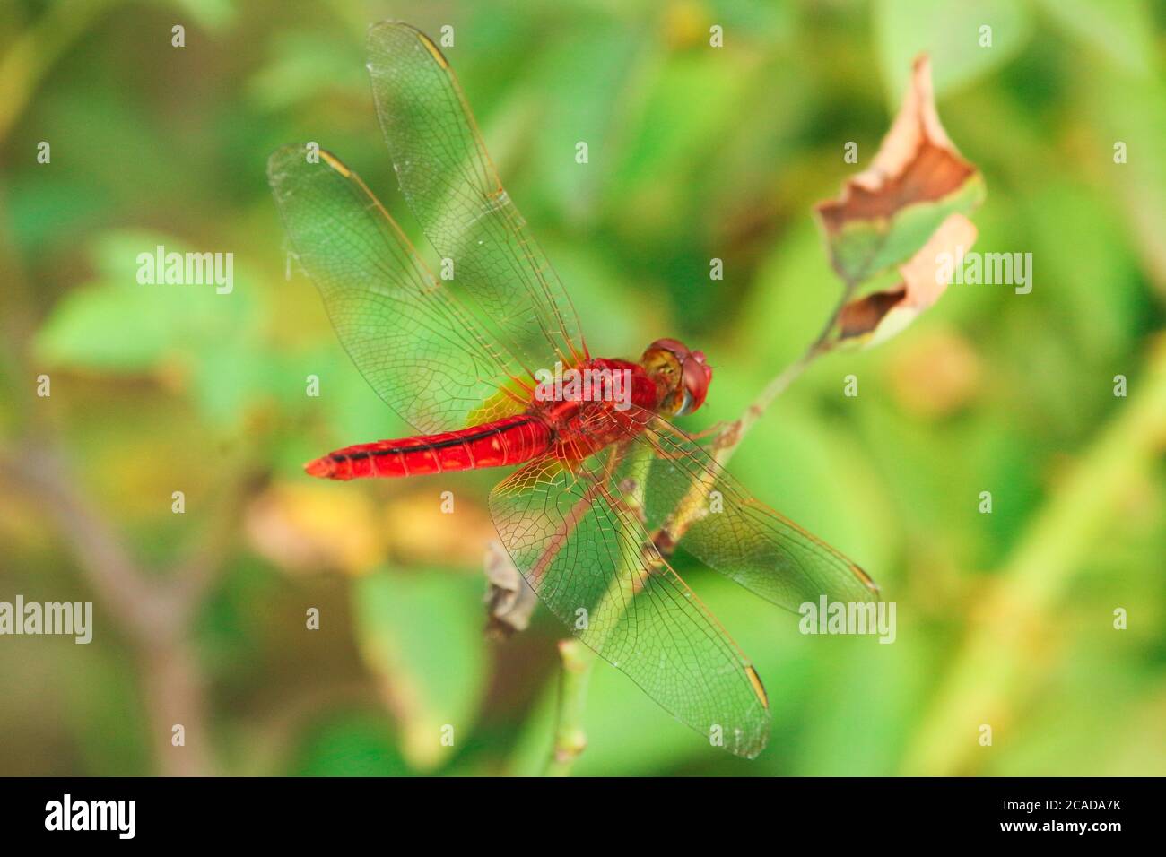 Closeup macro dragonfly su ramo in natura. Foto Stock