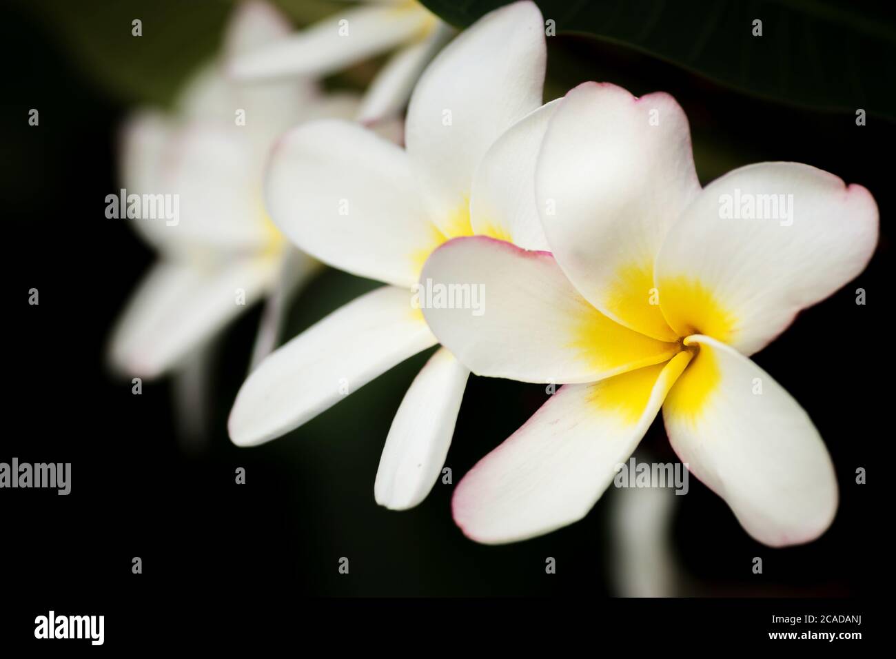Quattro fiori in fiore frangipani (Plumeria) sono bellissimi fiancheggiati sui rami. Profondità di campo. fiori frangipani sfondo per la primavera e l'estate Foto Stock