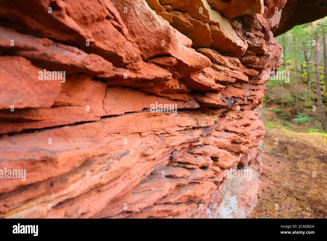 Un primo piano di una roccia rossa nella foresta di Palatinato Foto Stock