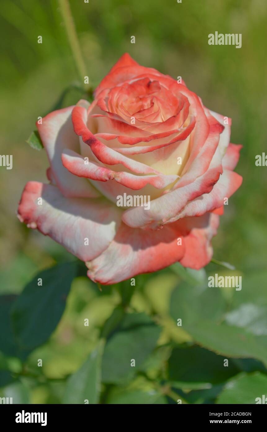 Nel giardino fioriscono rose bianche e rosse. Rosa bianca e rossa in un  giardino. Rosa Nostalgie in giardino Foto stock - Alamy