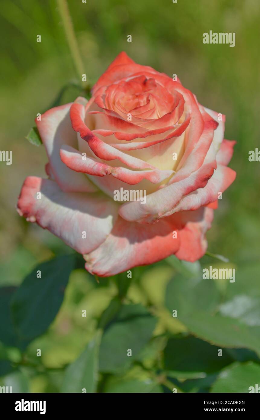 Nel giardino fioriscono rose bianche e rosse. Rosa bianca e rossa in un giardino. Rosa Nostalgie in giardino. Foto Stock