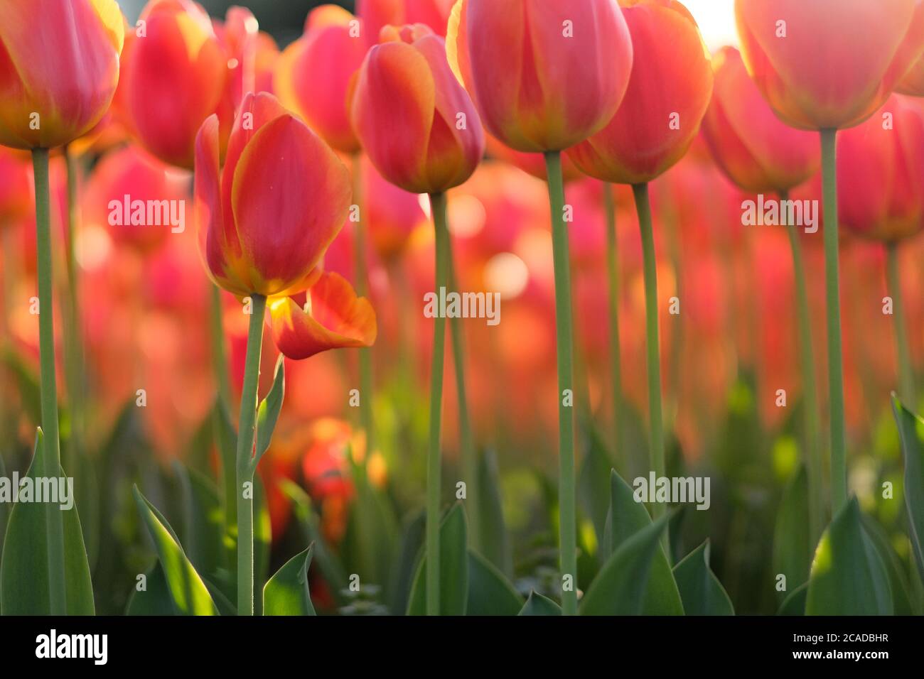 primo piano tulipani rossi arancioni e steli verdi sotto il sole. Angolo basso Foto Stock