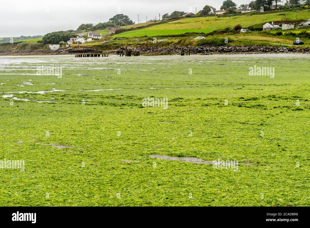 Vista sul porto, West Cork, Irlanda. 6 agosto 2020. Tonnellate di alghe verdi sono state innaffiate su Harbour View Beach e altre spiagge intorno a West Cork. Le alghe, altrimenti note come "SeaLettuce", si verificano quando i rifiuti umani affluiscono in mare e provocano la crescita. Credit: AG News/Alamy Live News Foto Stock