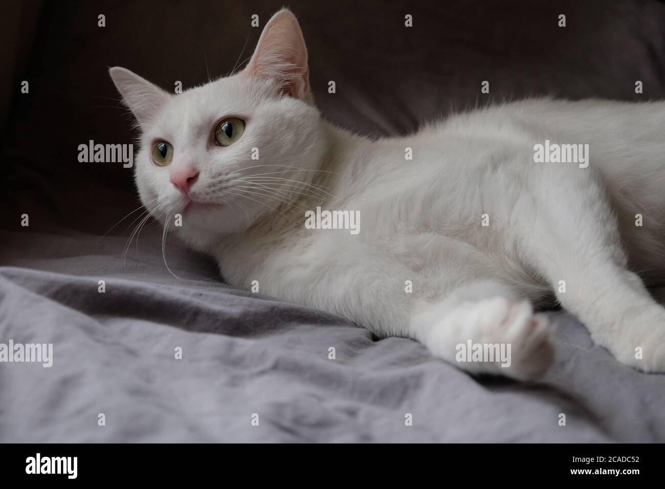 primo piano un gatto bianco puro che giace su un letto grigio sotto la luce del giorno. Sfondo scuro Foto Stock