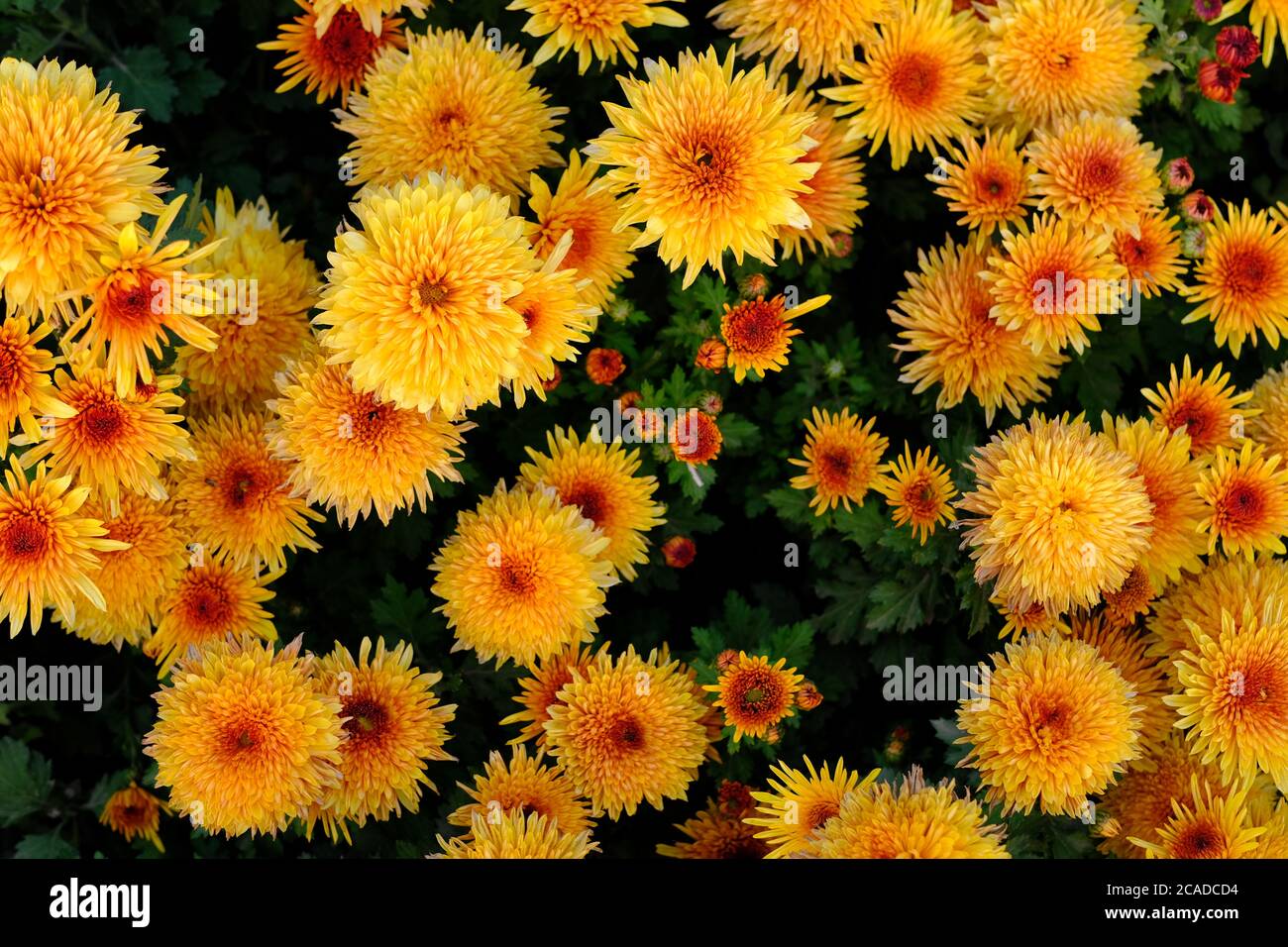 vista dall'alto di molti fiori di crisantemo dorati a aiuole. bella carta da parati Foto Stock