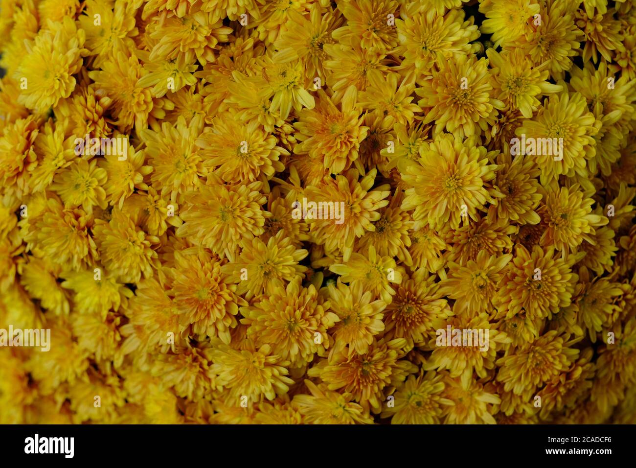 fiori di crisantemo gialli con struttura completa. bella carta da parati Foto Stock