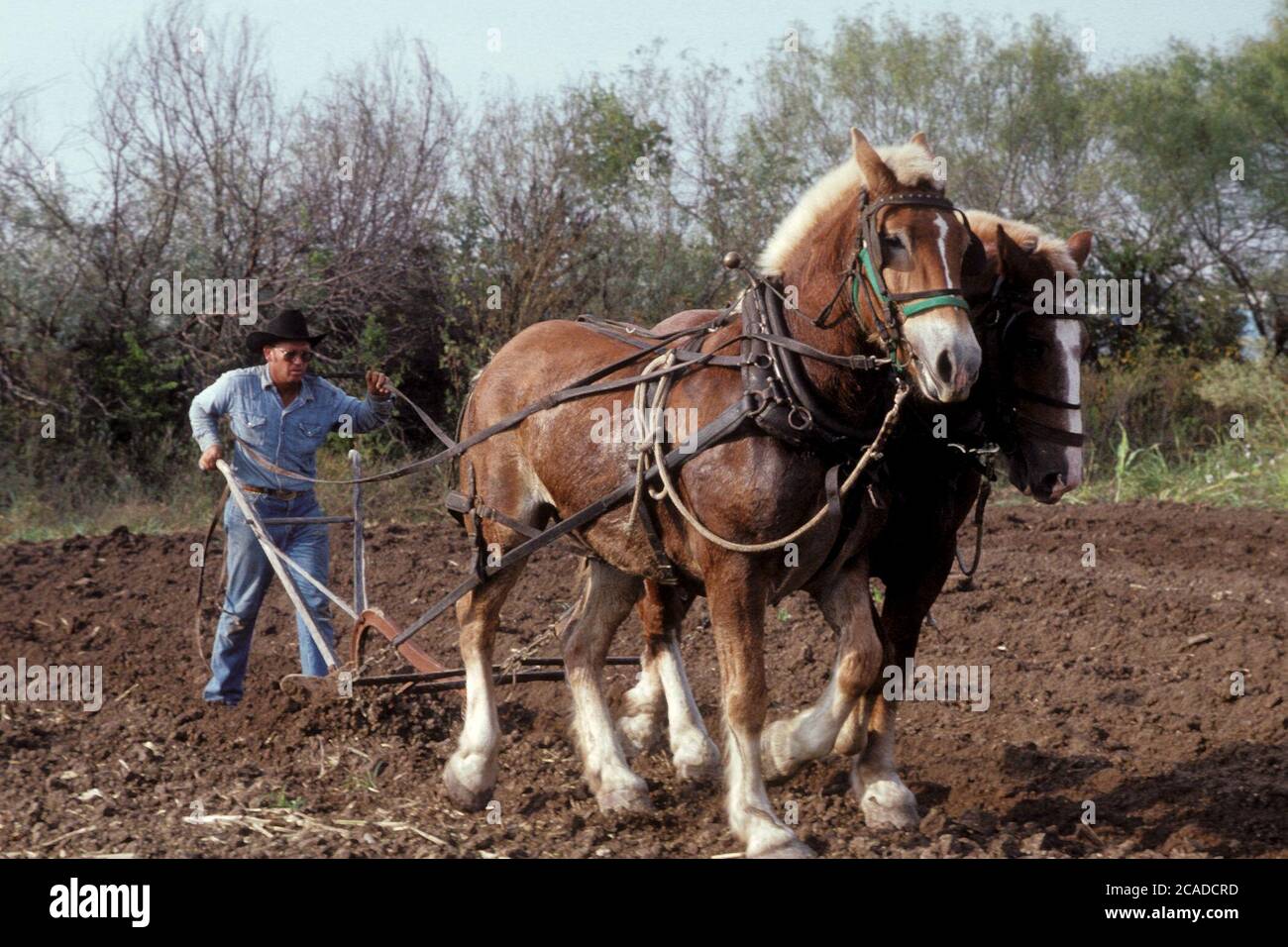 Coltivatore di aratura con aratro tradizionale a mano e squadra di cavalli presso le Texas Pioneer Farms di Austin, Texas, dove i reenattori mostrano ai visitatori com'era la vita per gli immigrati texani negli anni '1800 ©Bob Daemmrich Foto Stock