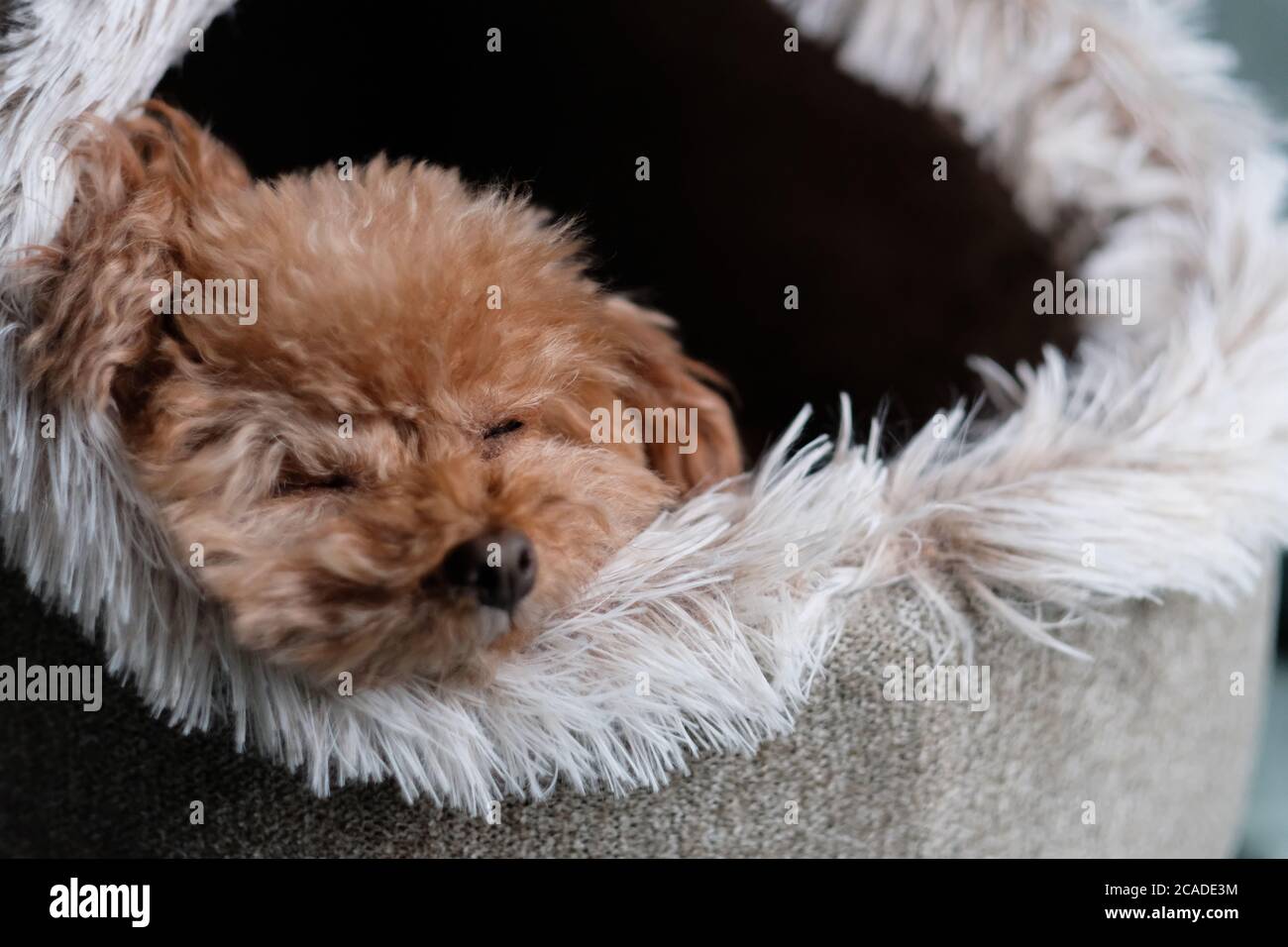 primo piano un simpatico poodle che dorme in camera da letto. Sfocatura dello sfondo Foto Stock