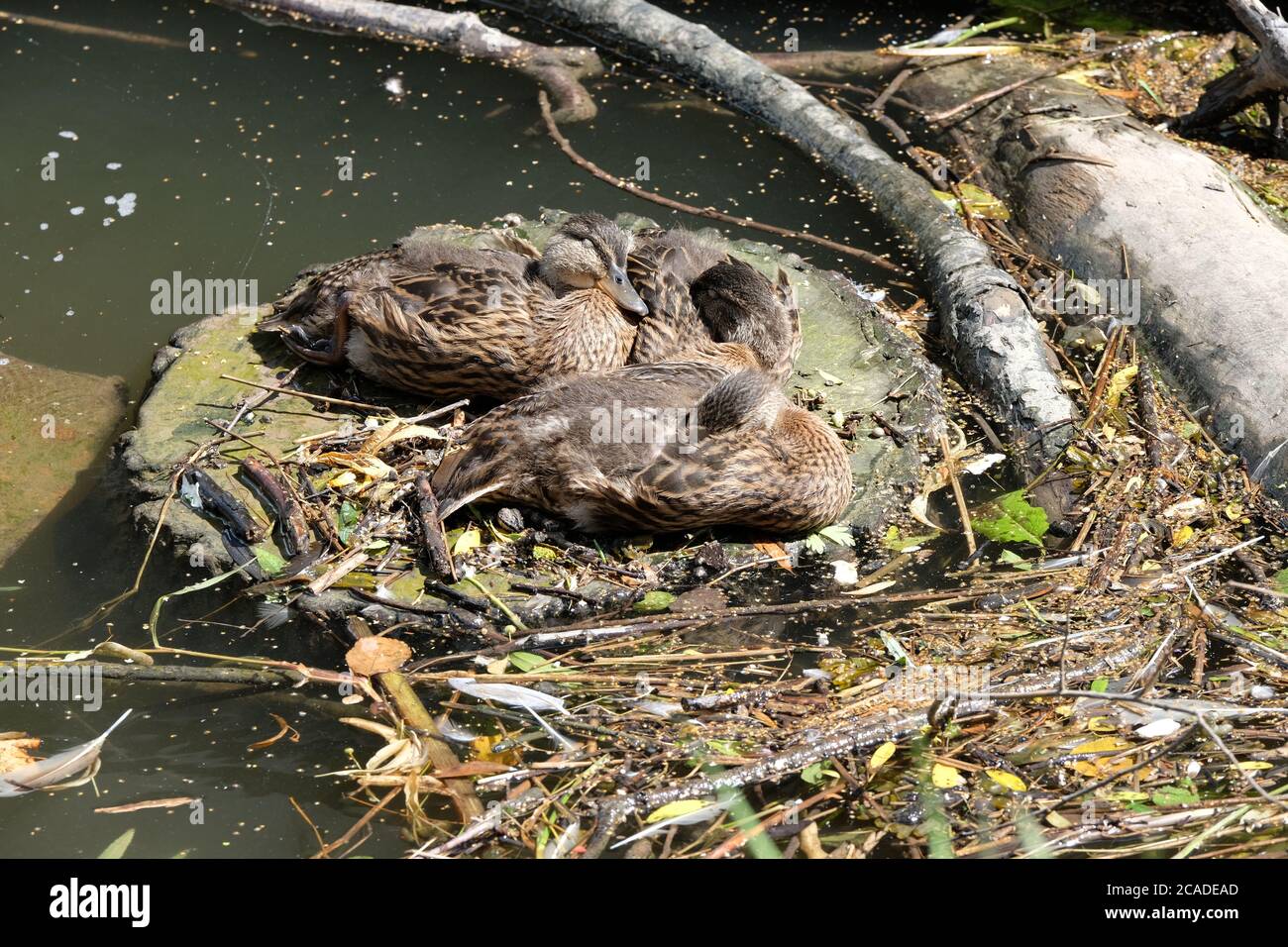 Mallard Anas platyrhynchos Antinae Anatidae Dabbinig Duck Wild Fowl fiume Dee Chester Inghilterra giovani Juvenile Juveniles Foto Stock