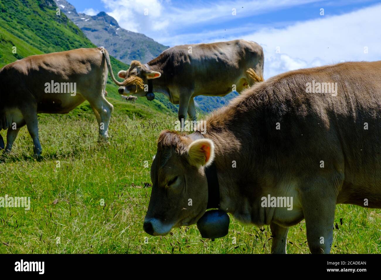 Tre mucche da pascolo Foto Stock