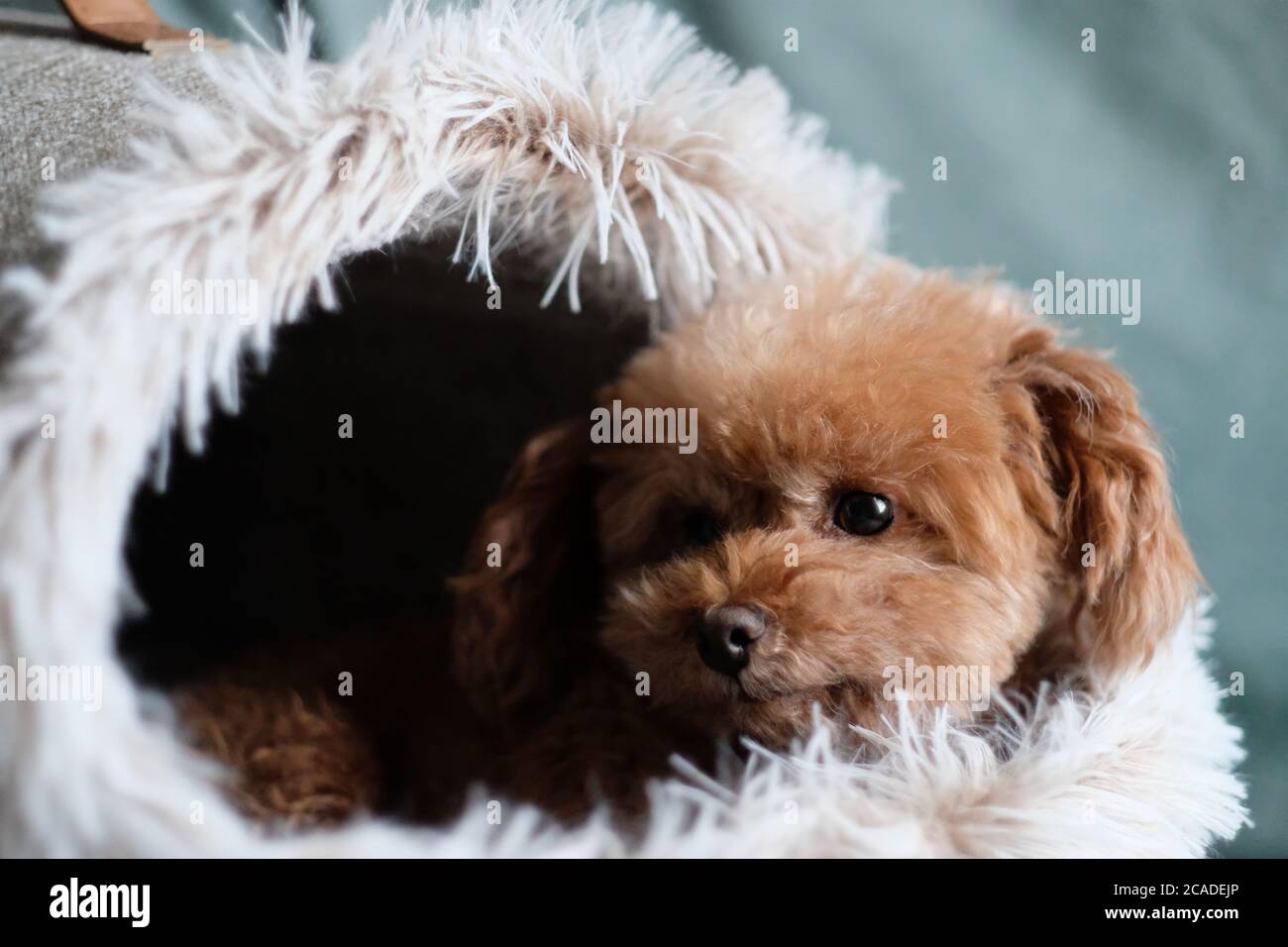 primo piano un poodle giocattolo sdraiato in una serra. Sfocatura sfondo verde Foto Stock