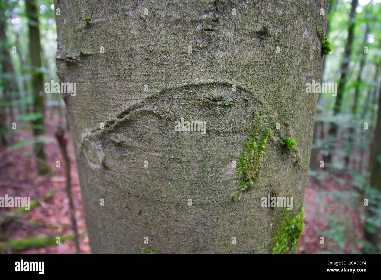 un faggio con un occhio nella foresta Foto Stock