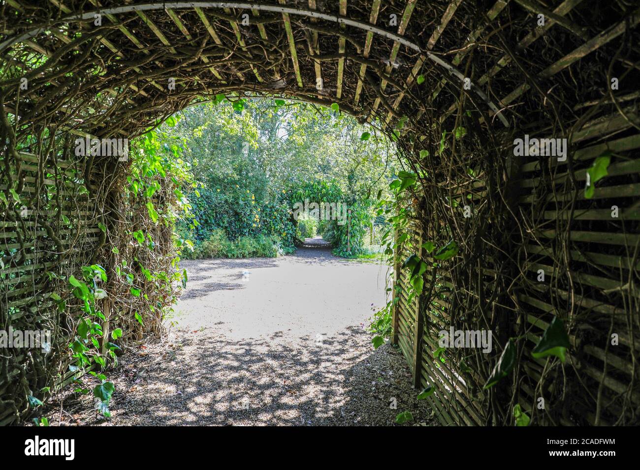 Gallerie rivestite di Ivy che conducono al Tea Garden a East Ruston Old Vicarage Garden, East Ruston, Norfolk, Inghilterra, UK Foto Stock