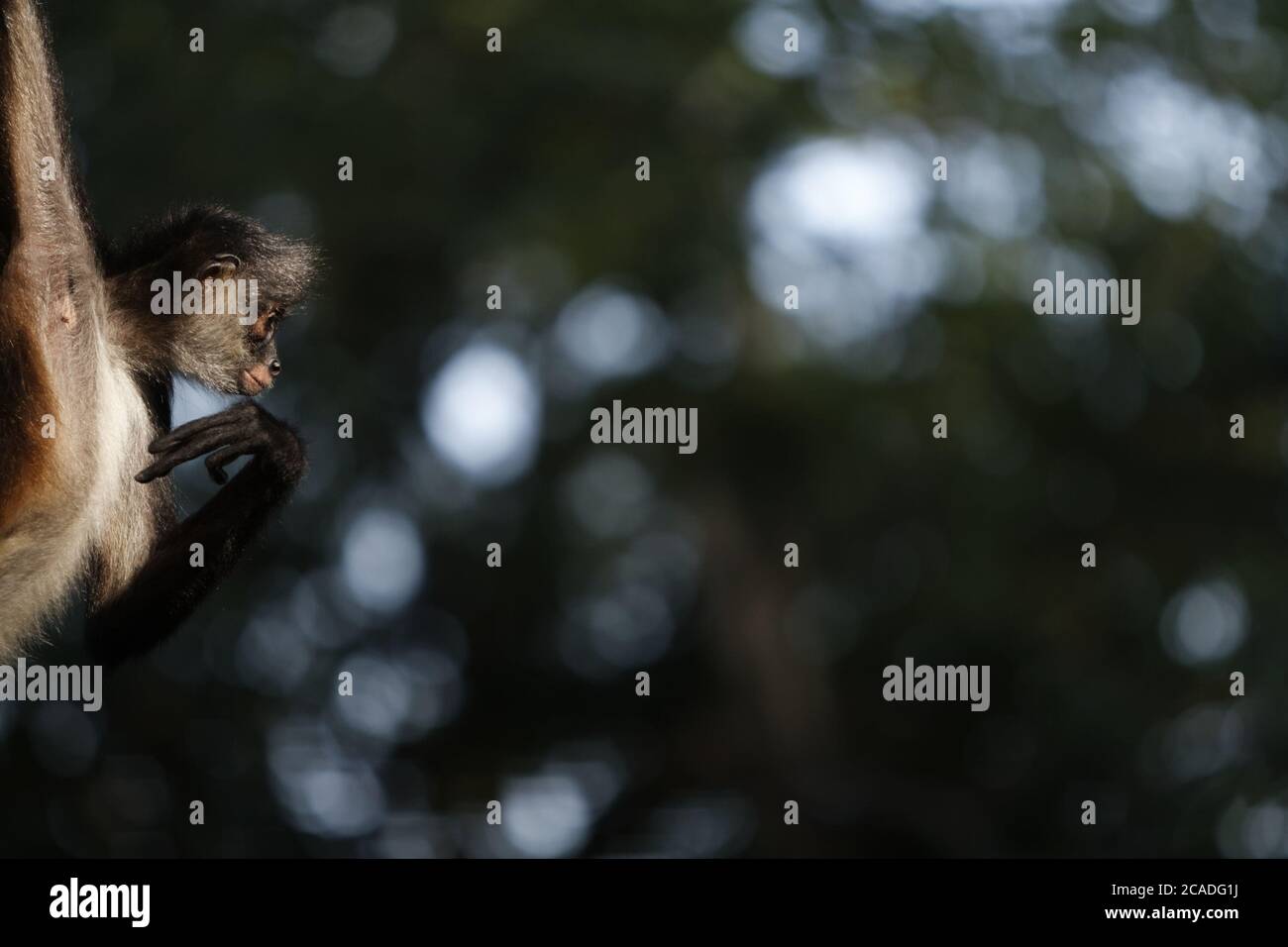 Primo piano di una scimmia ragno su sfondo sfocato Foto Stock