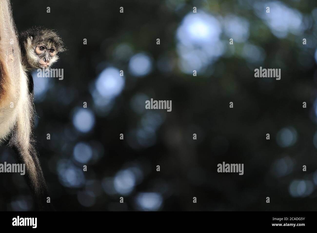 Primo piano di una scimmia ragno su sfondo sfocato Foto Stock