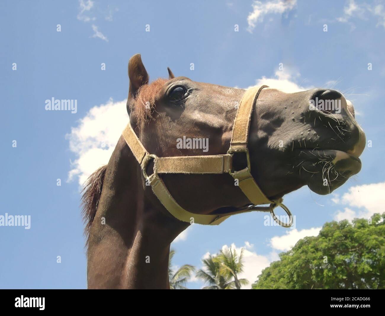 Primo piano della testa araba o araba cavallo Foto Stock