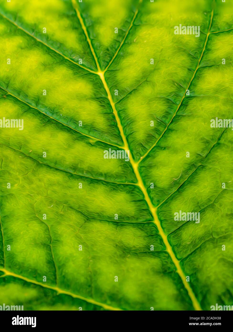 Green Leaf close-up, in uno stile astratto Foto Stock