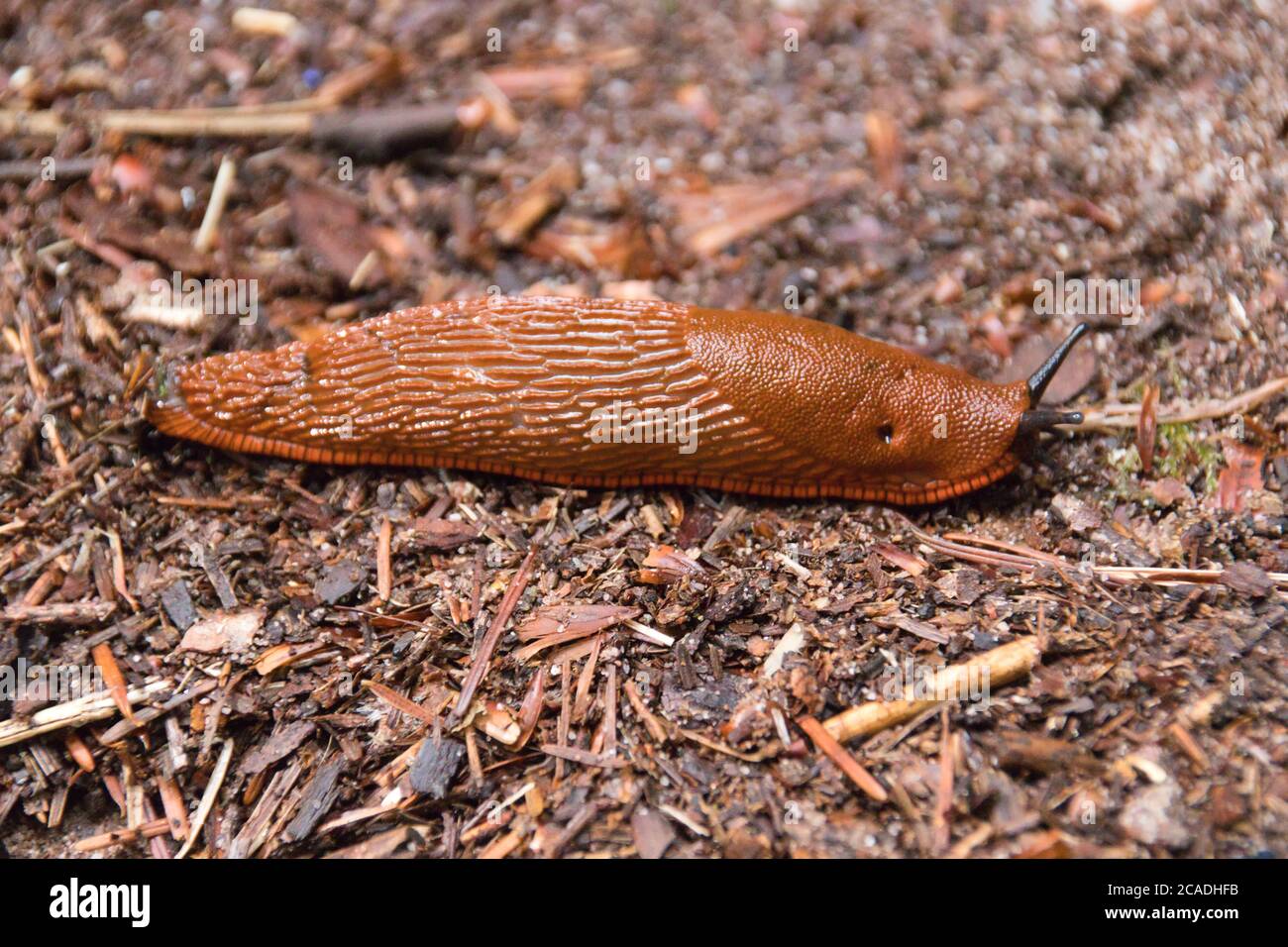 una slug sulla maledizione Foto Stock