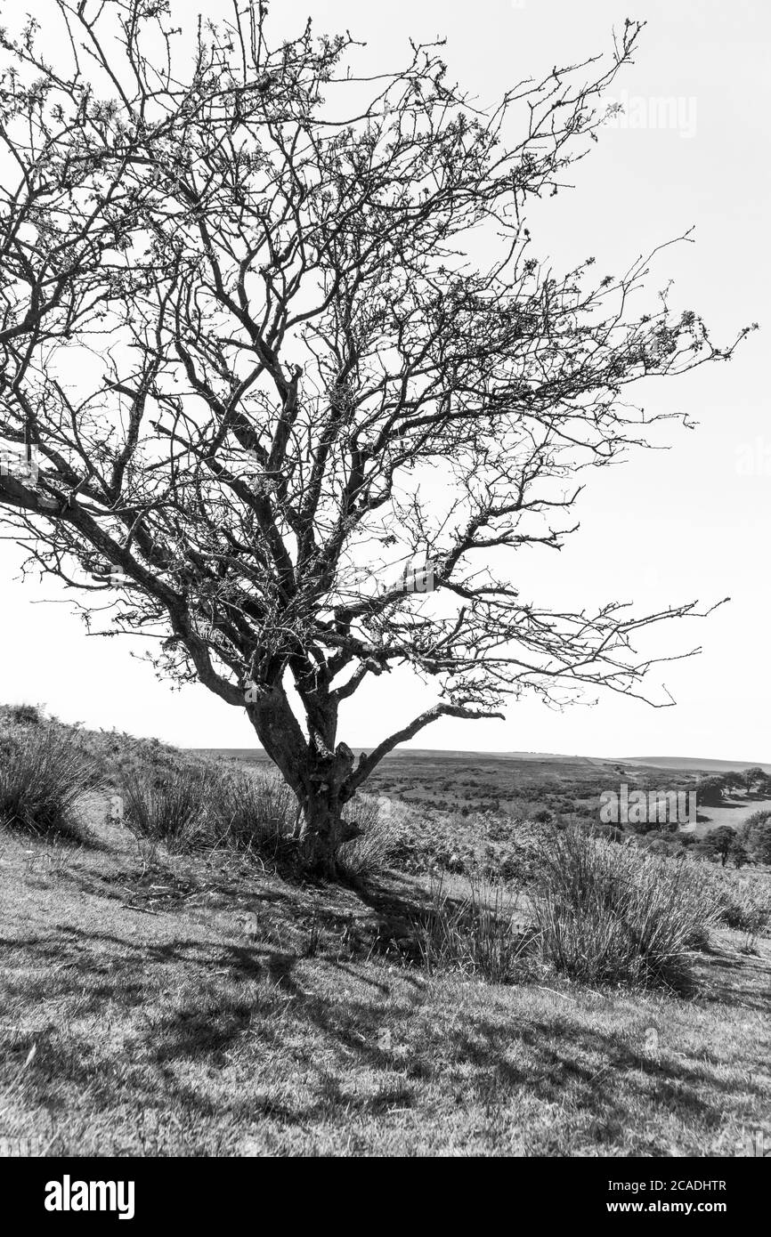 Exmoor National Park - un vecchio albero di biancospino su Dunkery Hill sotto Dunkery Beacon accanto a Sweetworthy Combe, Somerset UK Foto Stock