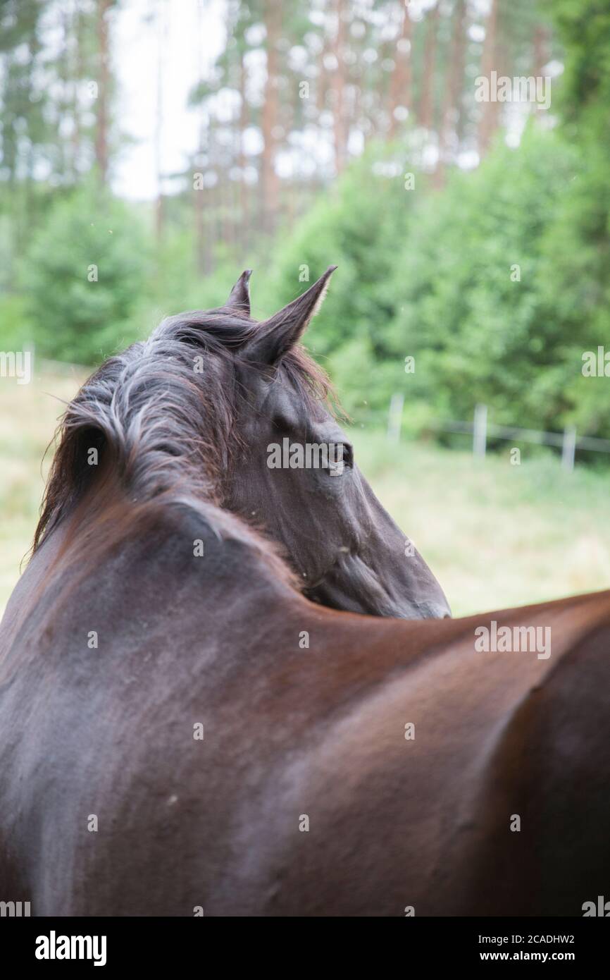 Cavallo marrone in Polonia, Foto Stock