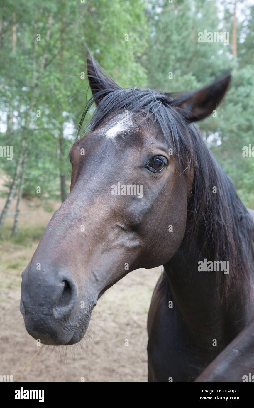 Cavallo marrone in Polonia, Foto Stock