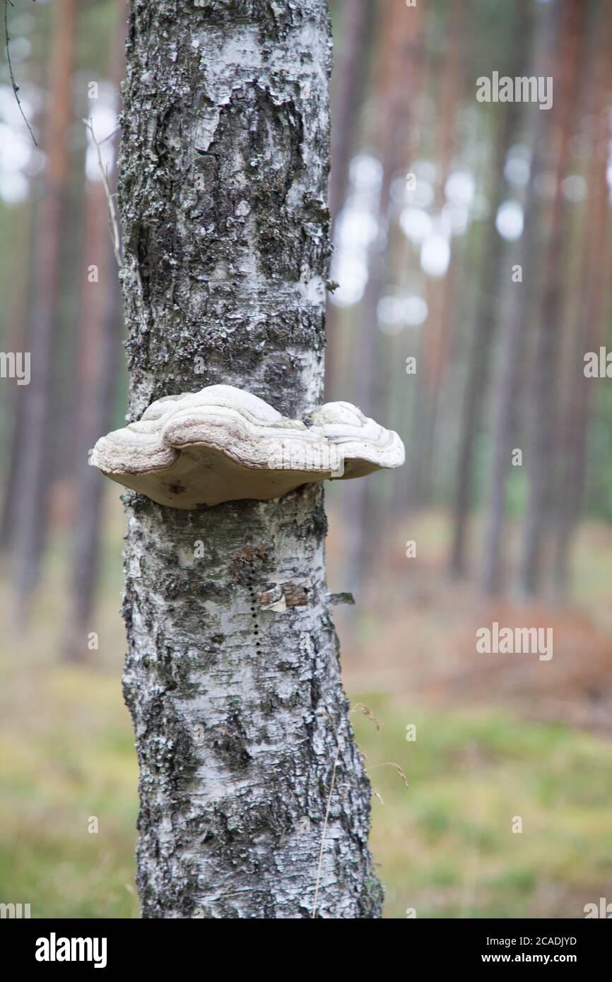 Fomes fomentarius aka Hoof fungus - spolità Hubiak Foto Stock