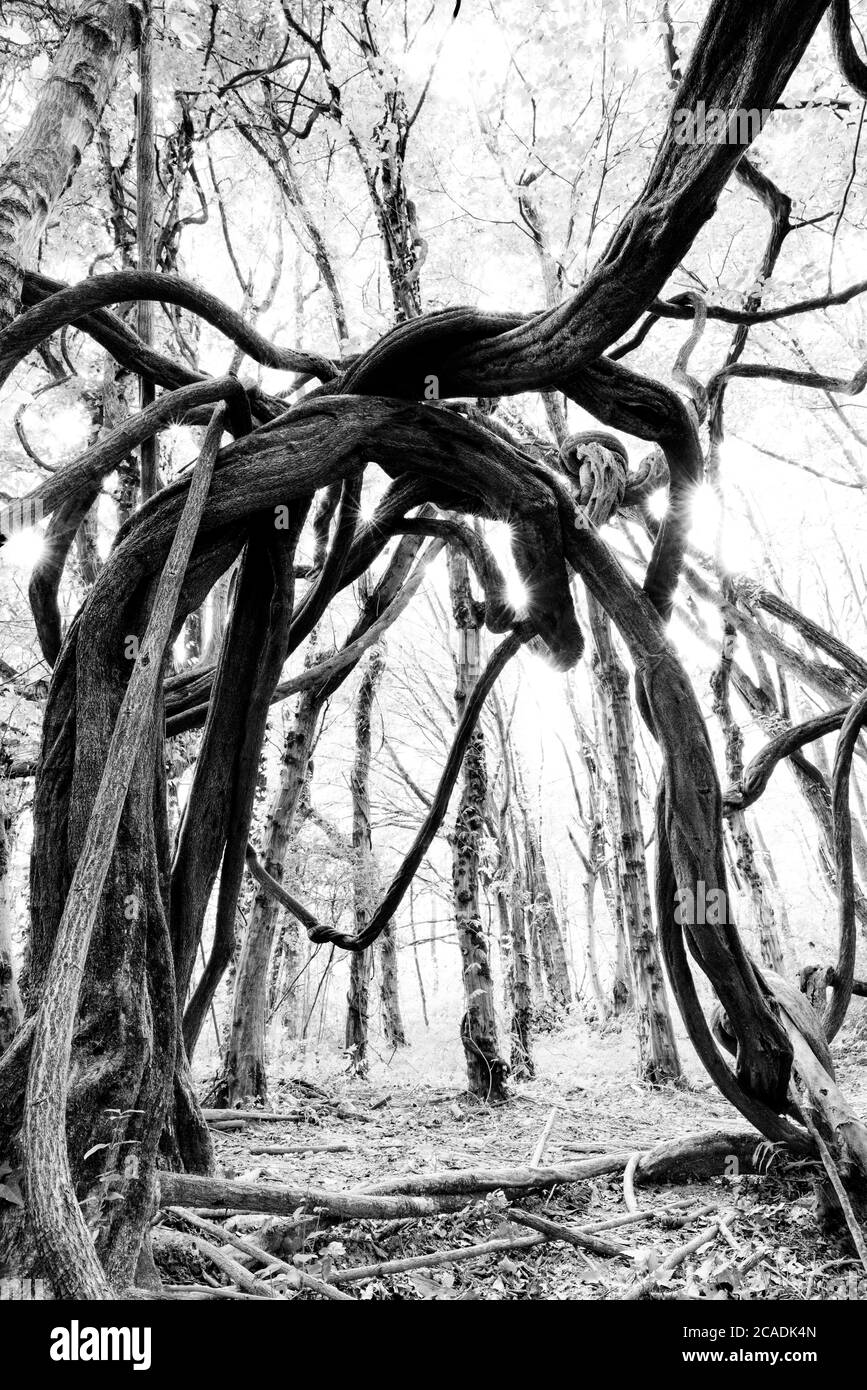 Alberi con rami intrecciati liane nella foresta Foto Stock