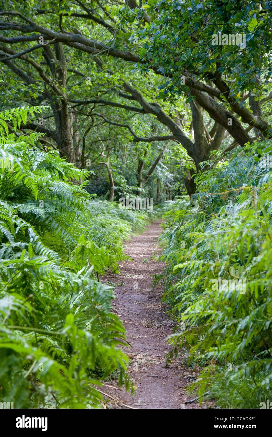 Paranco Covert Walberswick Suffolk Foto Stock