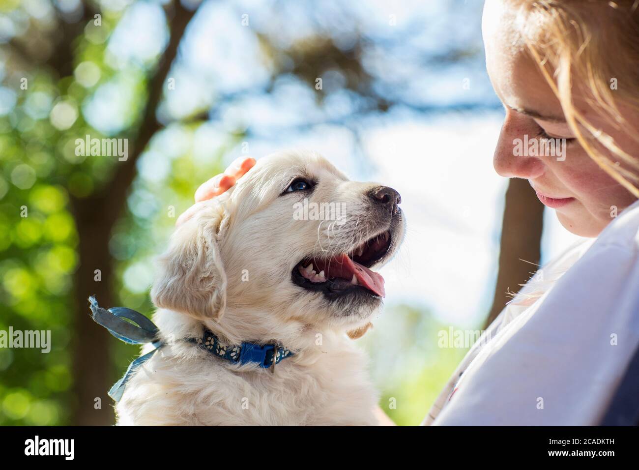 Ragazza di età teenager che tiene un cucciolo di retriever d'oro inglese Foto Stock