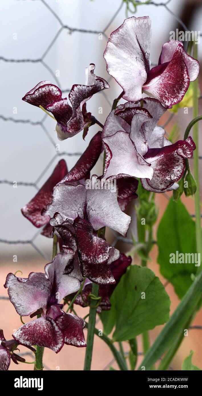 Primo piano dei fiori di Sweet Pea Wiltshire Ripple. Foto Stock