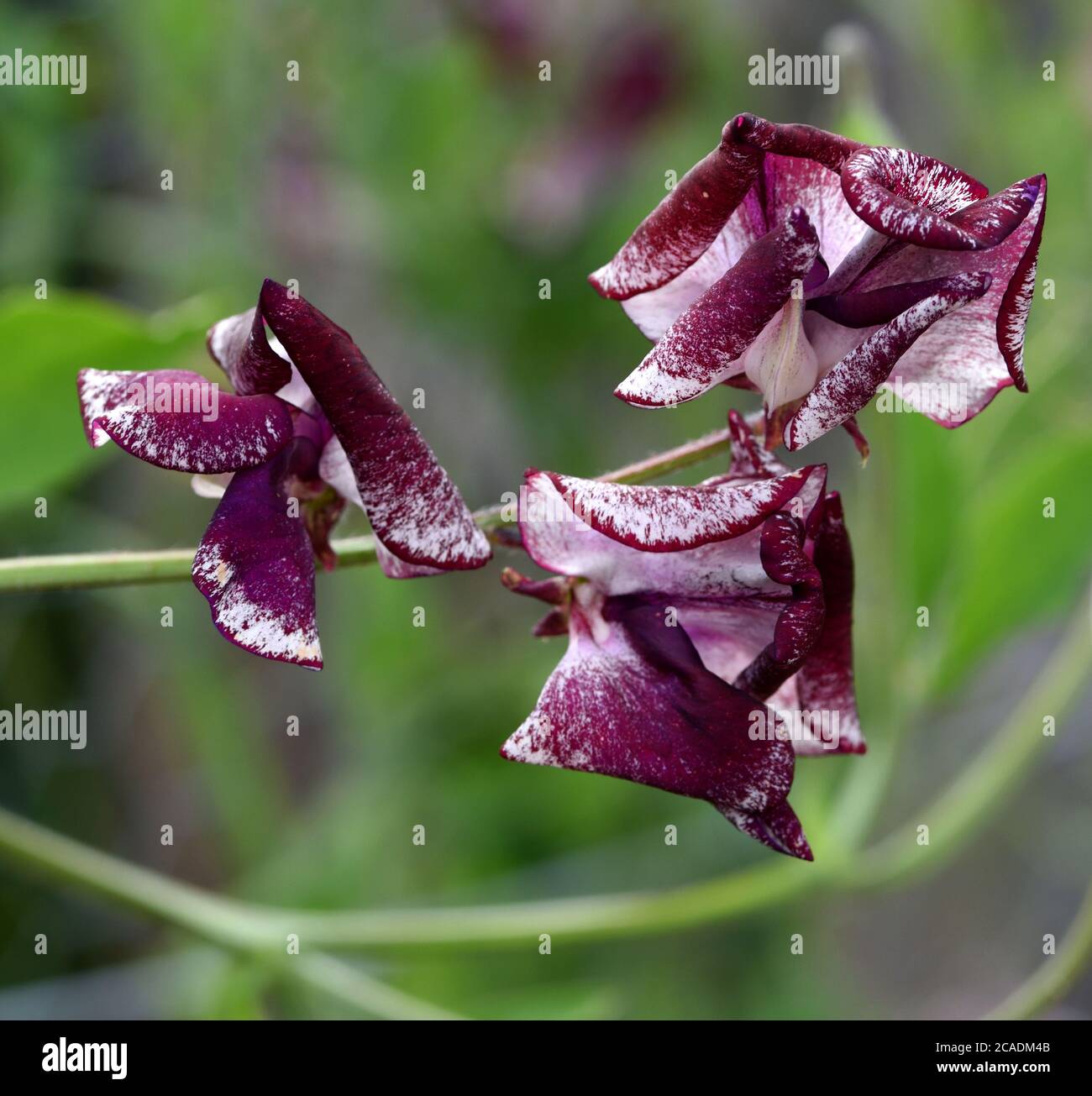 Primo piano dei fiori di Sweet Pea Wiltshire Ripple. Foto Stock