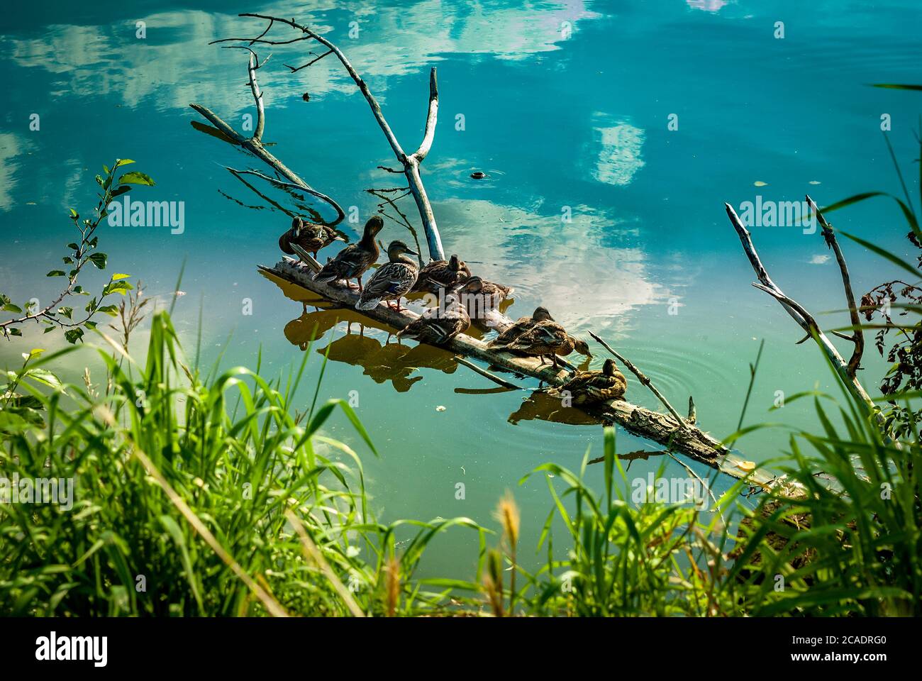 Anatre in un lago Foto Stock
