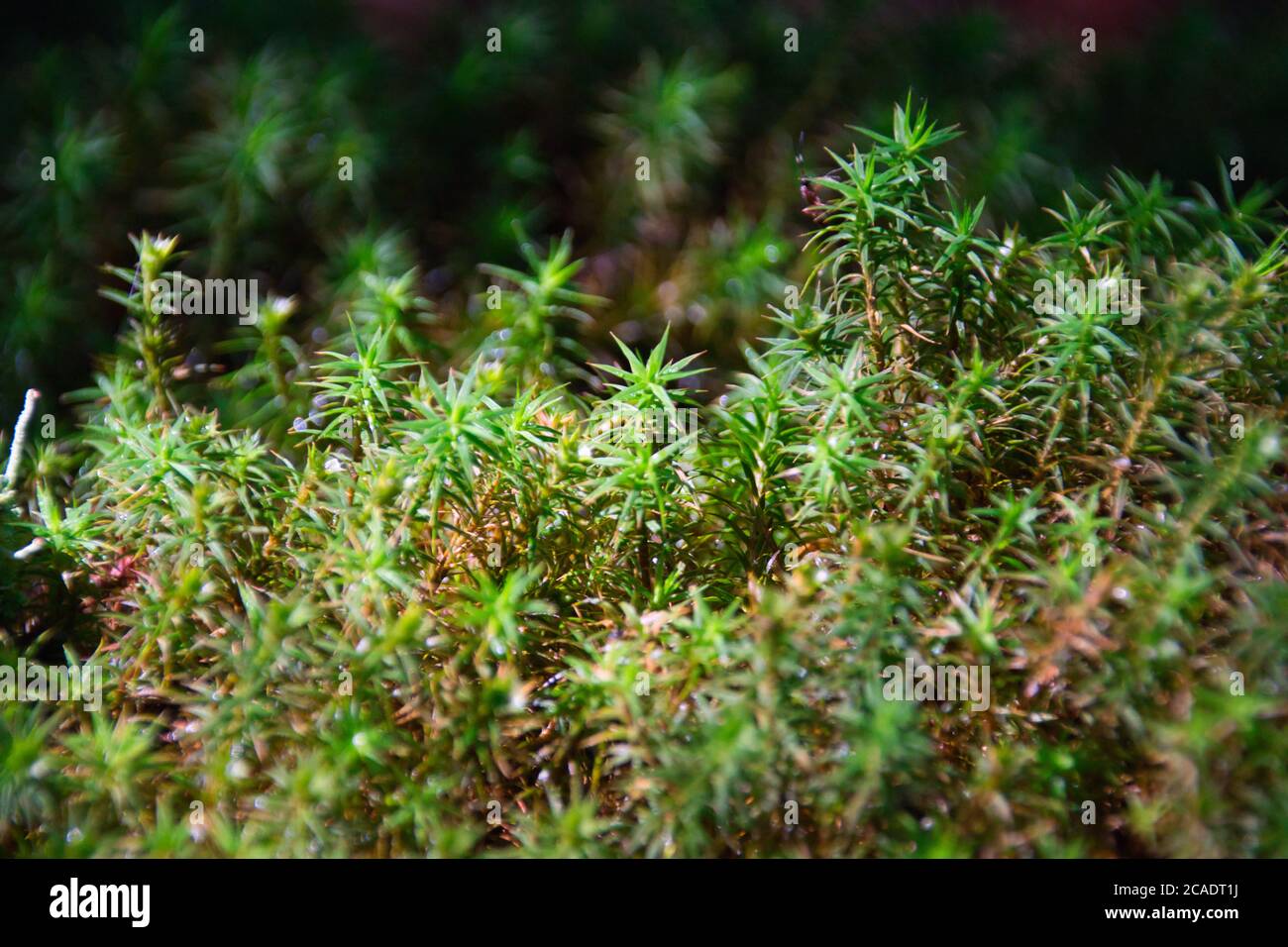 pianta muschio-simile nella foresta Foto Stock