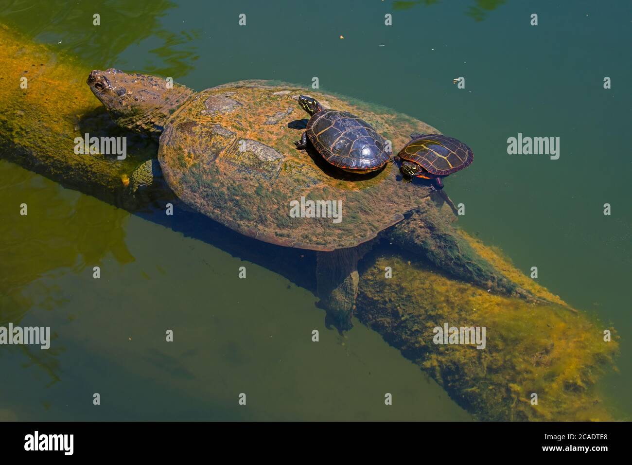 Tartaruga a scatto, Chelydra serpentina, e tartarughe dipinte, Crisemys pitta, Basking, Maryland Foto Stock