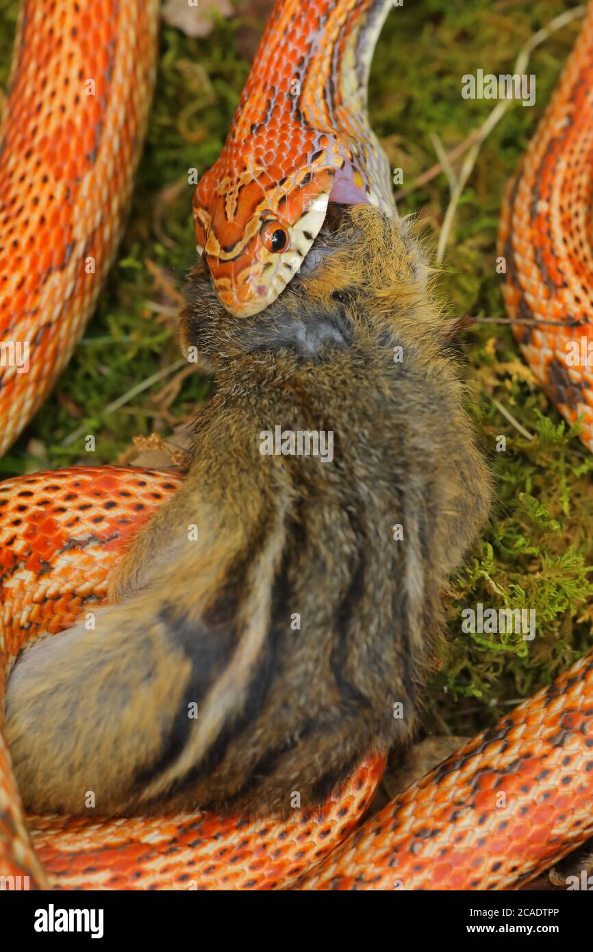 Il serpente di mais (Pantherophis guttatus), mangiando il chipmunk orientale trovato morto e offerto al serpente prigioniero, nativo agli Stati Uniti orientali Foto Stock