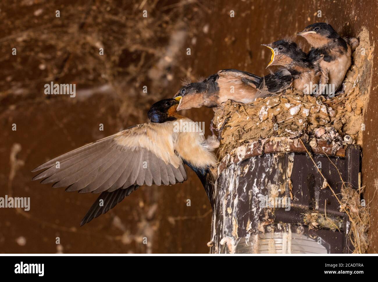 Fienile (Hirundo rustica), al nido, Maryland Foto Stock